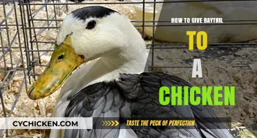 Administering Baytril to Chickens: A Step-by-Step Guide for Poultry Owners