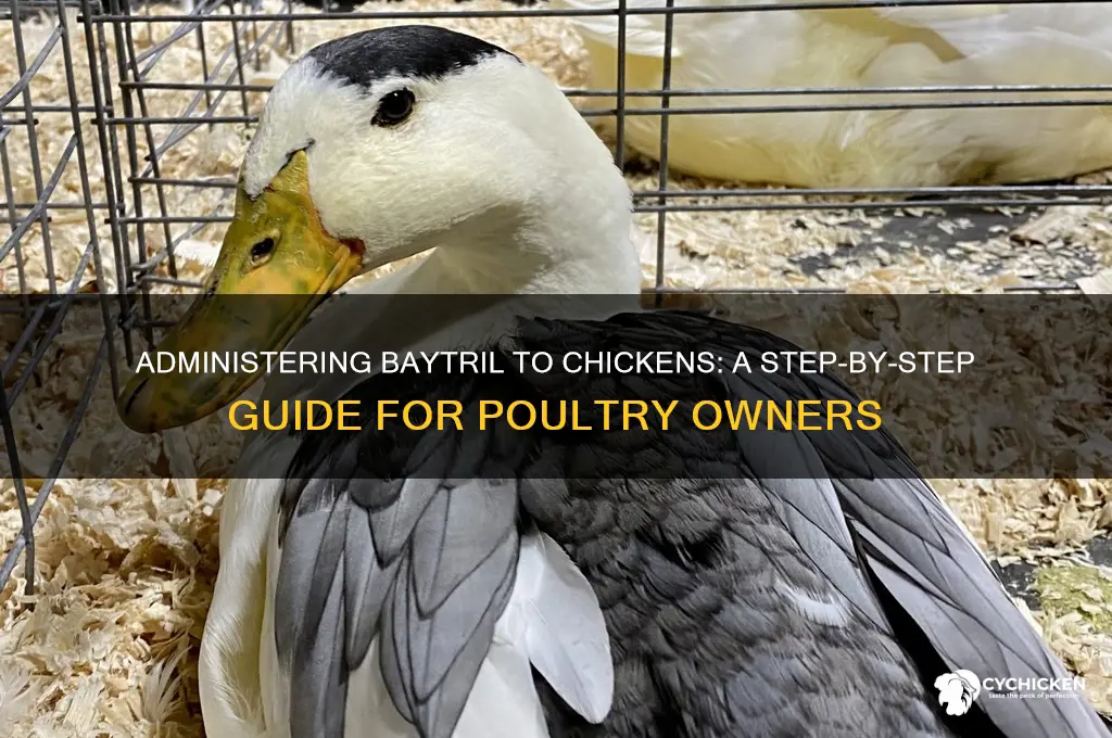 Administering Baytril To Chickens: A Step-By-Step Guide For Poultry ...