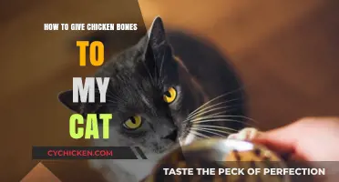 Safely Feeding Your Cat Chicken Bones: A Step-by-Step Guide