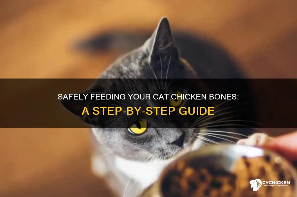 how to give chicken bones to my cat
