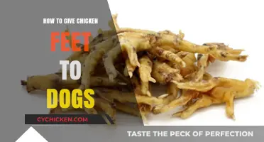 Can Dogs Eat Chicken Feet? A Safe Feeding Guide for Pet Owners