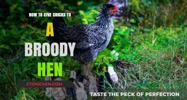 Helping Broody Hens: A Guide to Introducing Chicks Safely