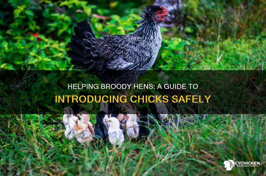 how to give chicks to a broody hen