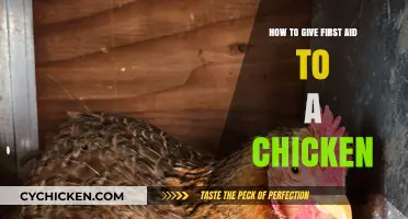 Essential First Aid Tips for Caring for Injured Chickens
