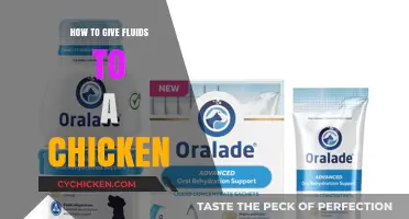 Hydrating Your Chickens: Simple Tips for Administering Fluids Effectively