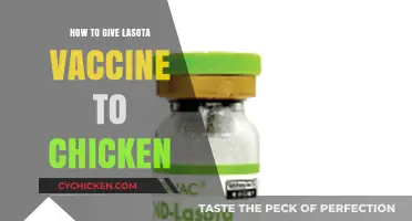 Step-by-Step Guide to Administering Lasota Vaccine to Chickens Safely