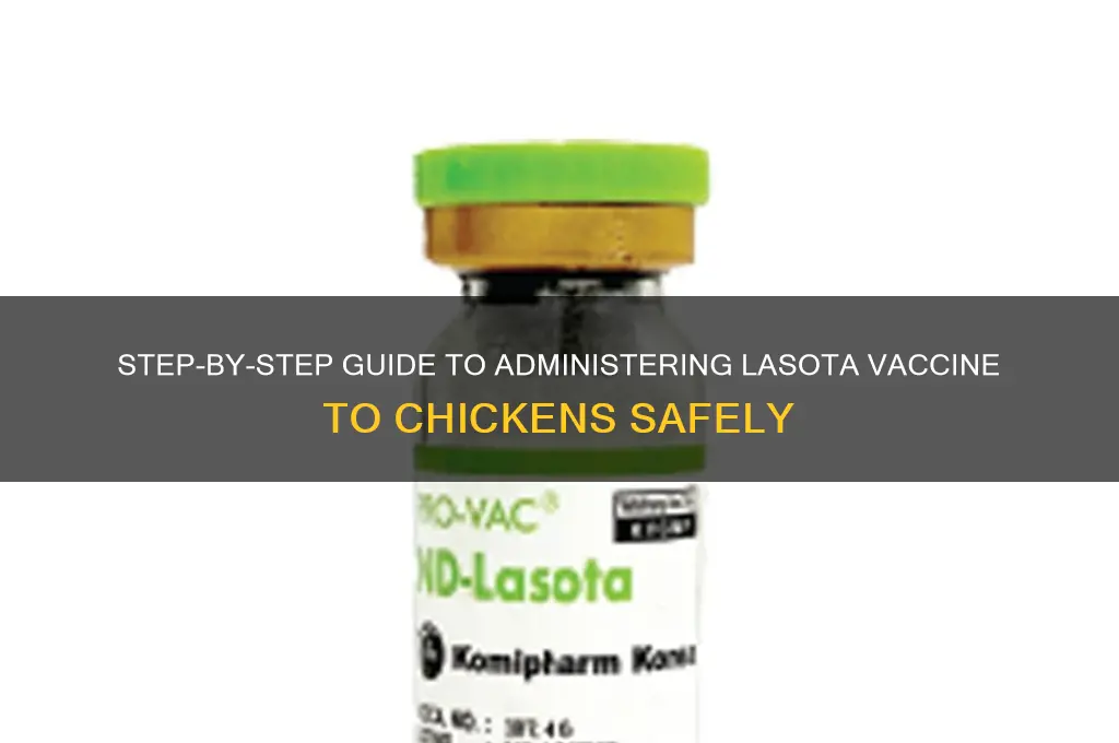 how to give lasota vaccine to chicken