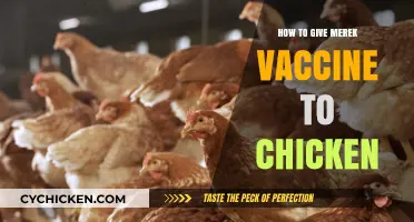 Administering Marek's Vaccine to Chickens: A Step-by-Step Guide for Poultry Owners