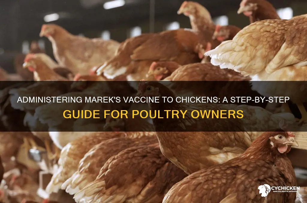 how to give merek vaccine to chicken