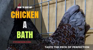 Grooming Your Chicken: A Step-by-Step Guide to Bathing Your Feathered Friend