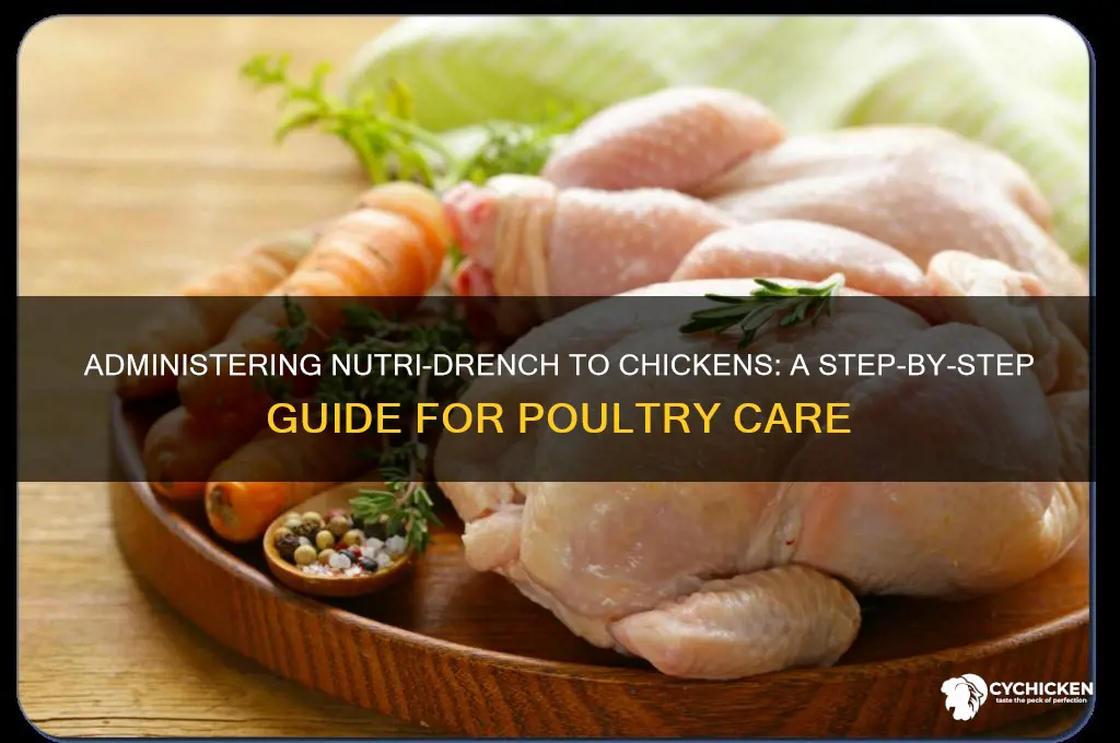 how to give nutri drench to a chicken