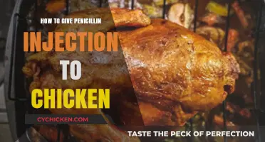 Administering Penicillin Injections to Chickens: A Step-by-Step Guide