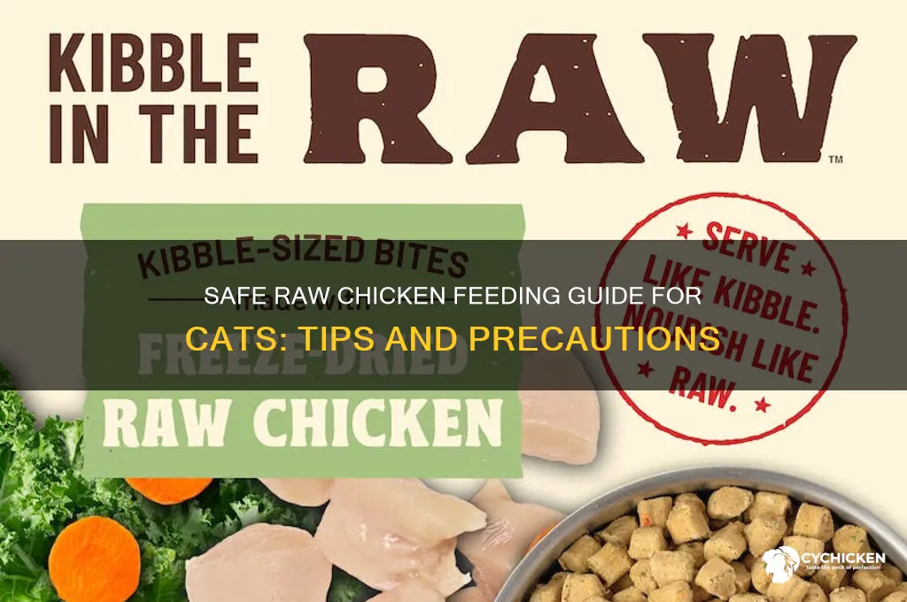 how to give raw chicken to cat