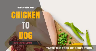 Safe Raw Chicken Feeding: A Guide for Dog Owners