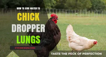 Treating Chick Dropper Lungs: A Guide to Administering Water Safely