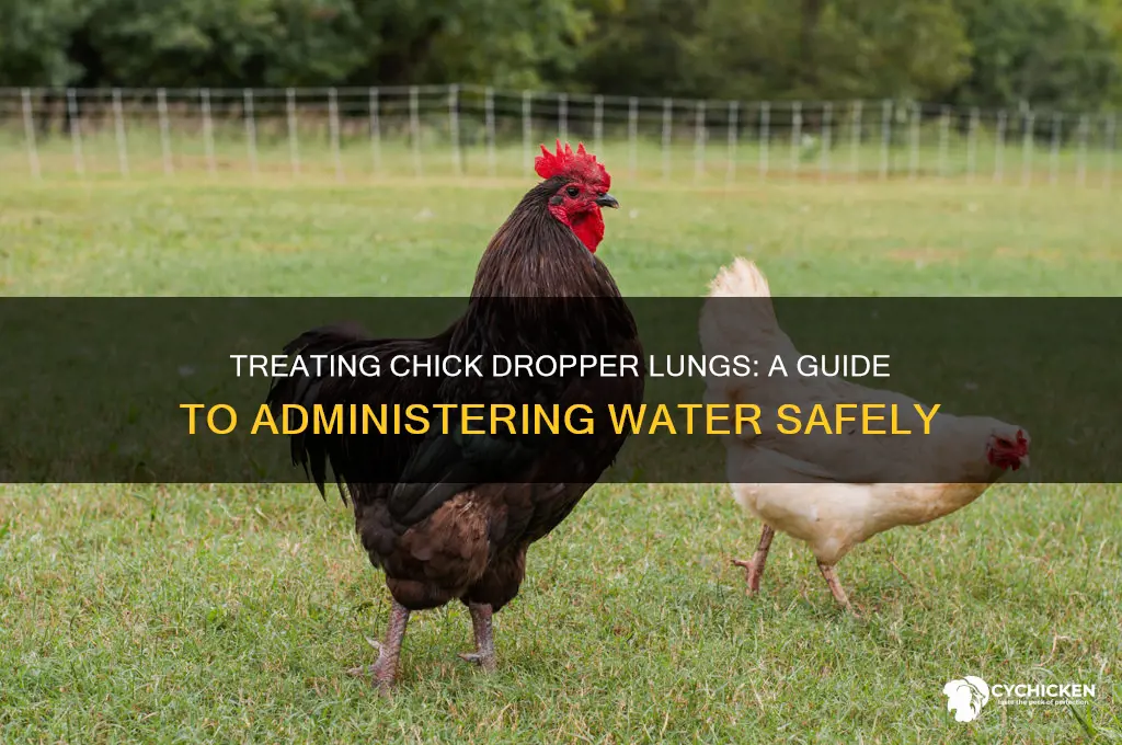 how to give water to chick dropper lungs