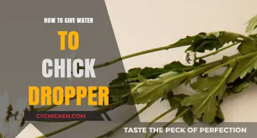 Easy Guide: Using a Dropper to Hydrate Baby Chicks Safely