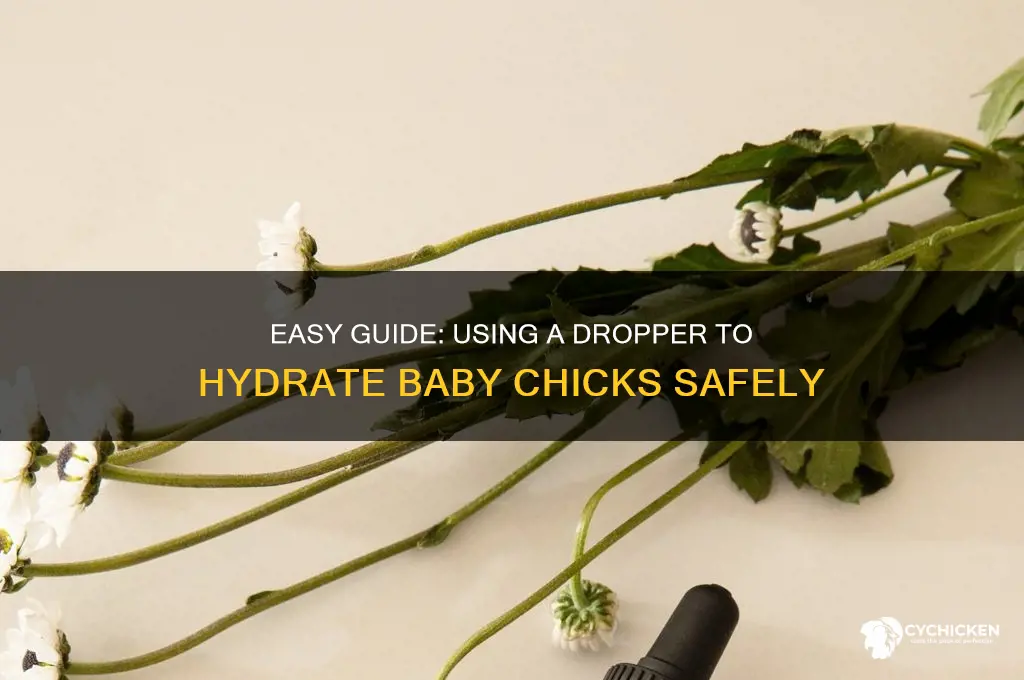how to give water to chick dropper