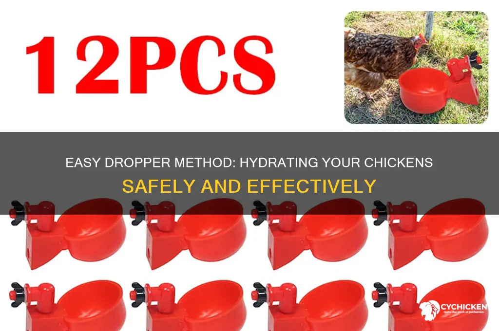 how to give water to chicken with dropper