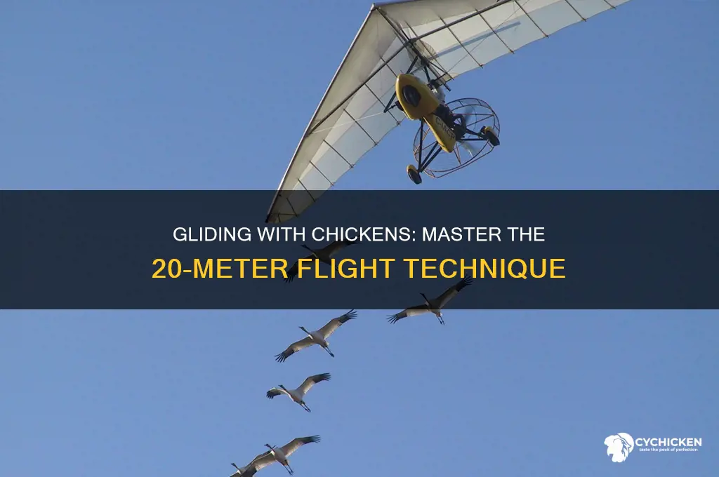 how to glide 20 meters with a chicken