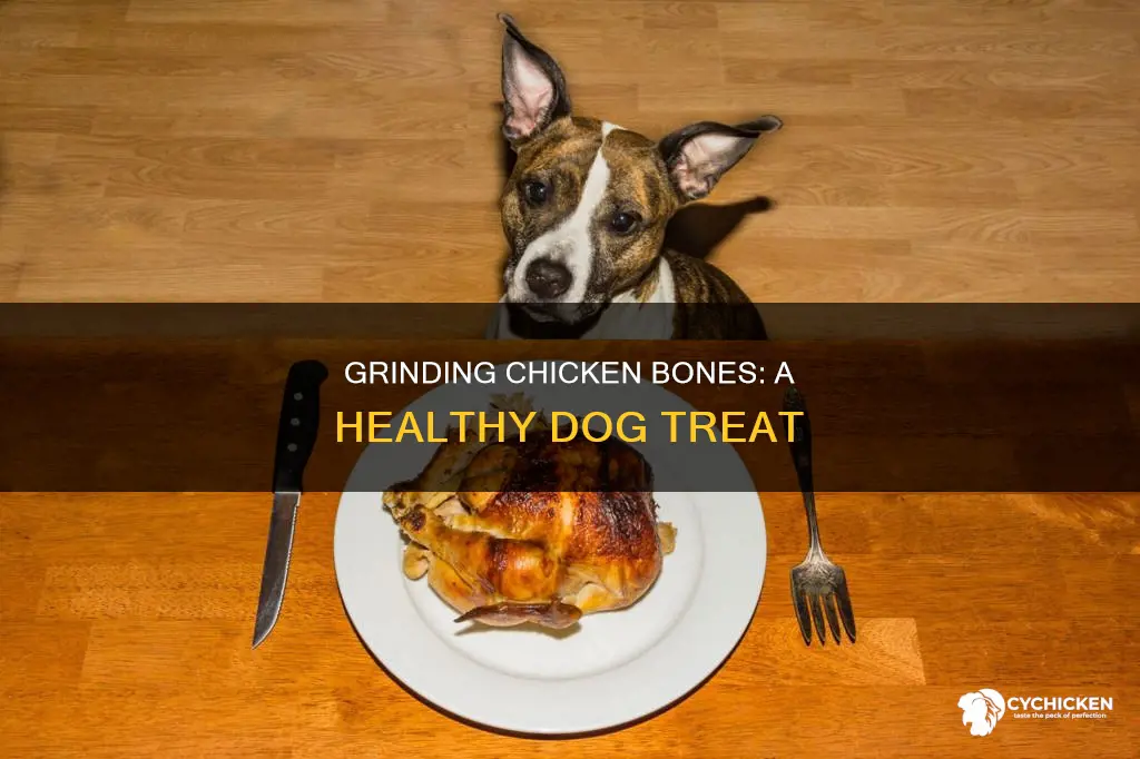 how to grind chicken bones and fed to dogs