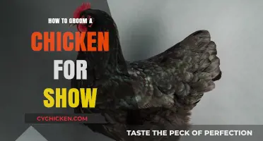 Mastering Show Chicken Grooming: Tips for a Winning Appearance