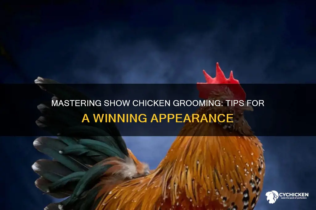 how to groom a chicken for show