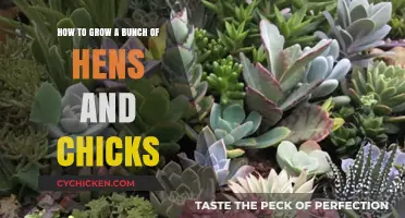 Growing Hens and Chicks: A Simple Guide