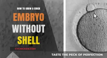 Shell-Free Chick Embryo Development: A Step-by-Step Growth Guide