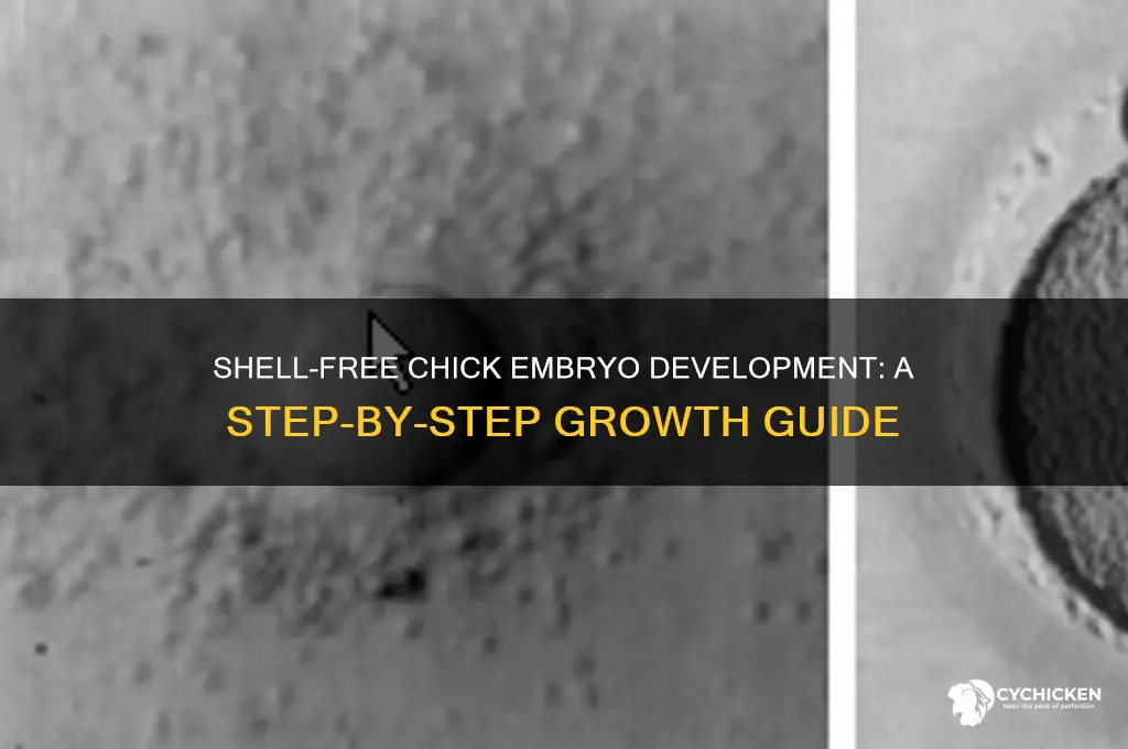 how to grow a chick embryo without shell