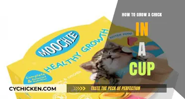 Growing Chicks in Cups: A Simple Step-by-Step Guide
