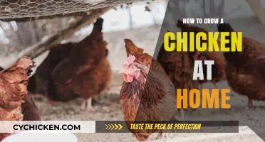 Raising Backyard Chickens: A Beginner's Guide to Growing Happy Hens at Home