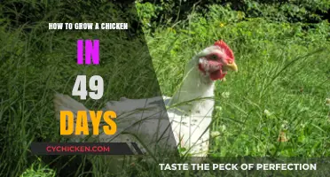 Rapid Chicken Growth: 49-Day Guide to Raising Healthy Poultry