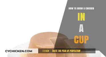 Growing Chickens in Cups: A Simple, Fun, and Educational Guide