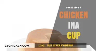 Growing Chickens in Cups: A Simple Step-by-Step Guide