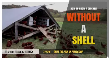 Shell-Free Chicken Growth: Innovative Techniques for Modern Poultry Farming