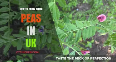 Growing Chickpeas in the UK: A Step-by-Step Guide for Beginners