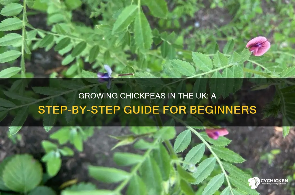 how to grow chick peas in uk