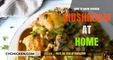 Growing Chicken Mushrooms at Home: A Beginner's Guide