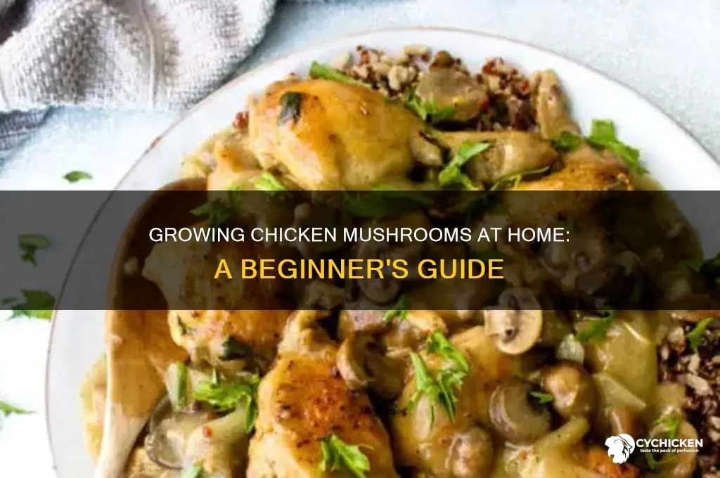 how to grow chicken mushrooms at home