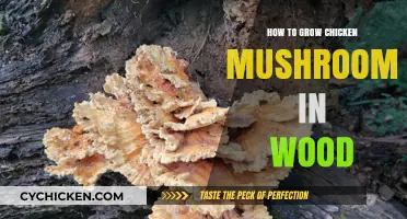 Growing Chicken Mushrooms in Wood: A Step-by-Step Guide