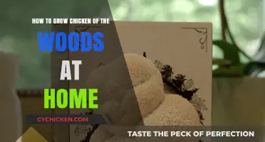 Cultivating Chicken of the Woods: A Home-Grower's Guide