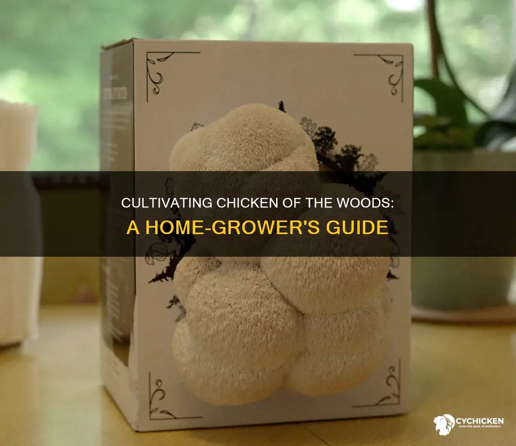 how to grow chicken of the woods at home