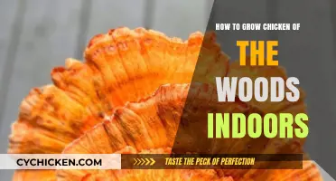 Growing Chicken of the Woods Indoors: A Step-by-Step Guide