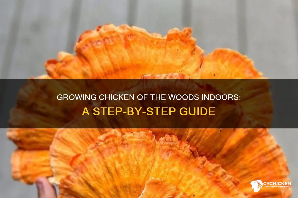 how to grow chicken of the woods indoors