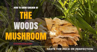 Growing Chicken of the Woods: A Beginner's Guide to Cultivating This Delicious Mushroom