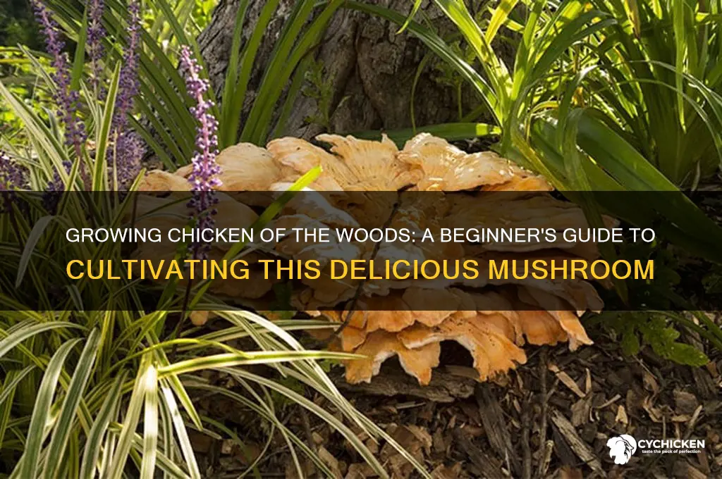 how to grow chicken of the woods mushroom