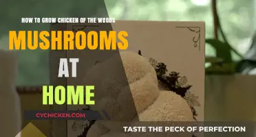 Grow Chicken of the Woods Mushrooms at Home: A Guide