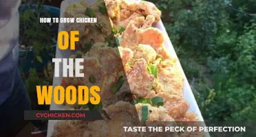 Cultivating Chicken of the Woods: A Beginner's Guide to Growing This Edible Fungus