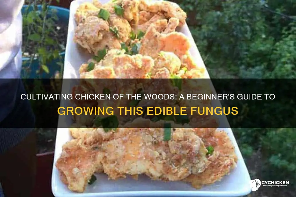 how to grow chicken of the woods